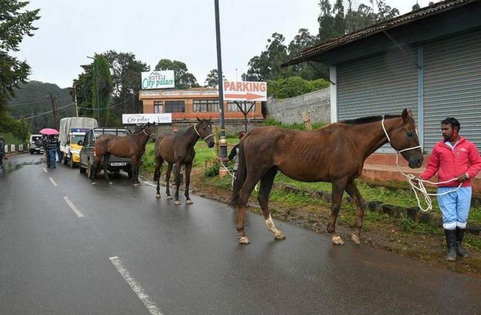 India: Abandoned ex-racehorses rescued from the busy streets