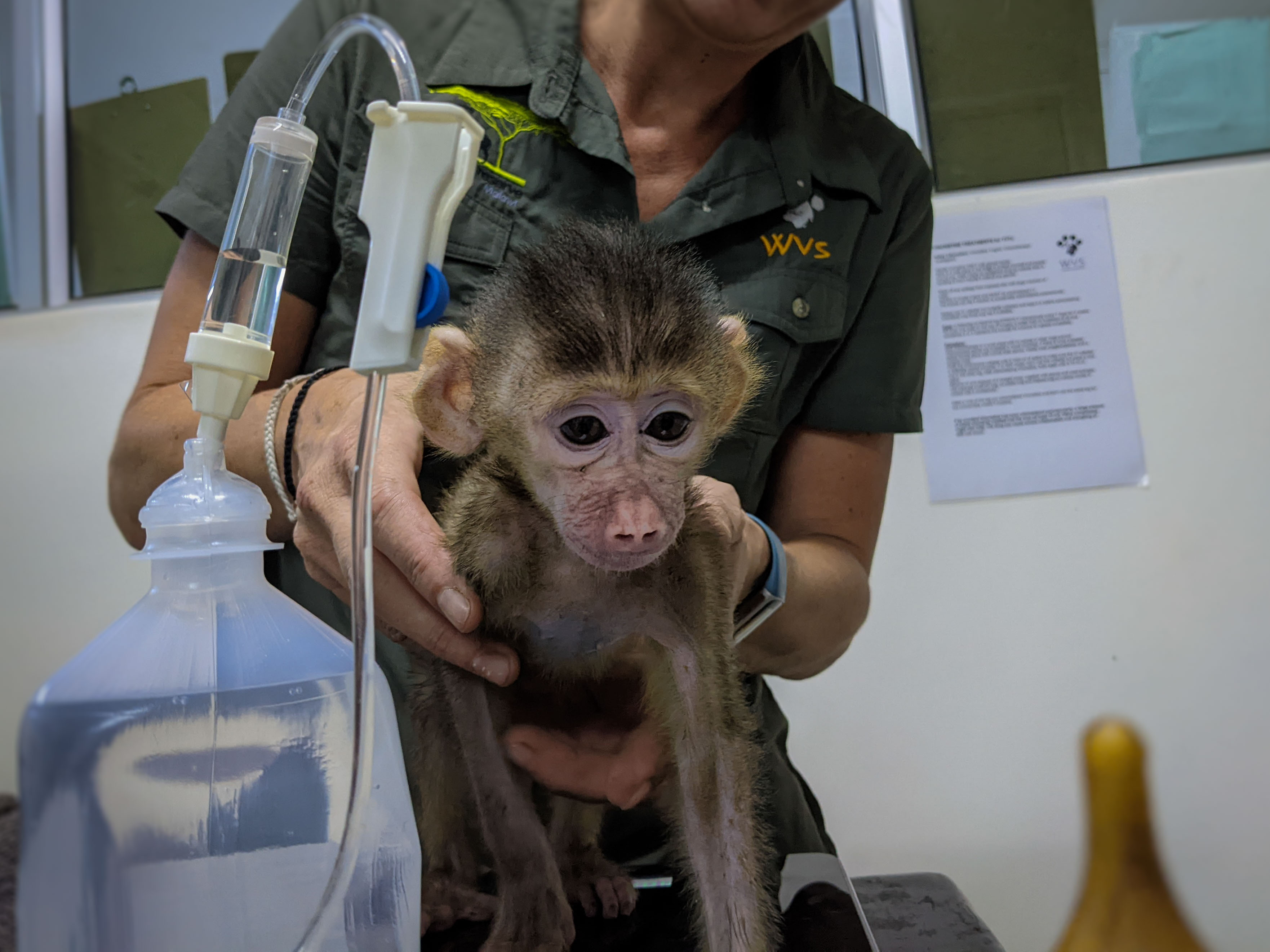Returning to the Wild: Bobo’s Journey Home