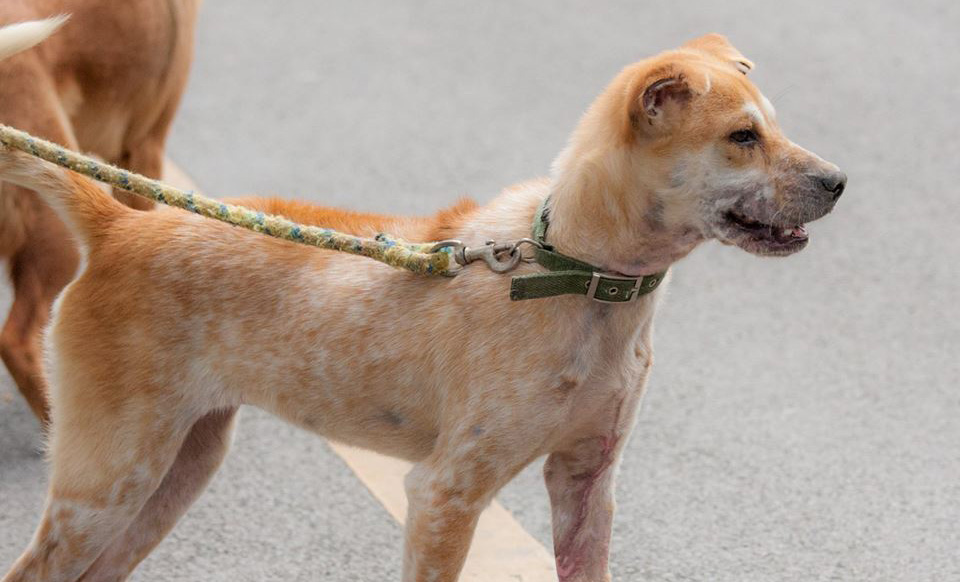 Collapsed and Emaciated Dog Recovers at WVS Thailand