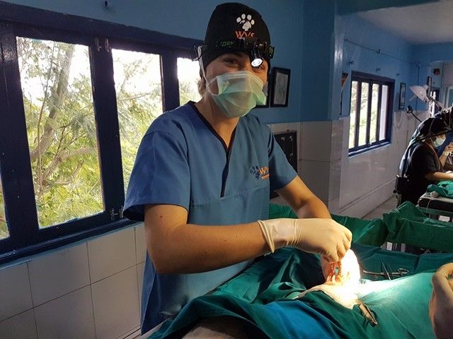 "The surgical experience was invaluable!": A Vet Student in Ooty