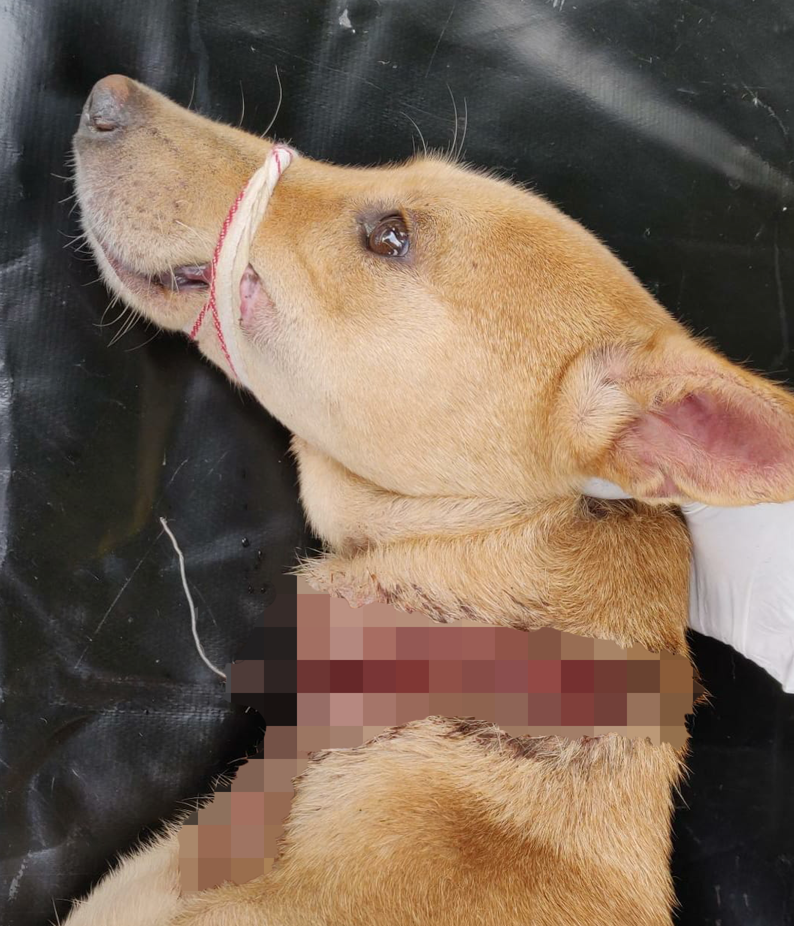 Dog Saved from Vicious Barbed Wire Stuck Around Her Neck