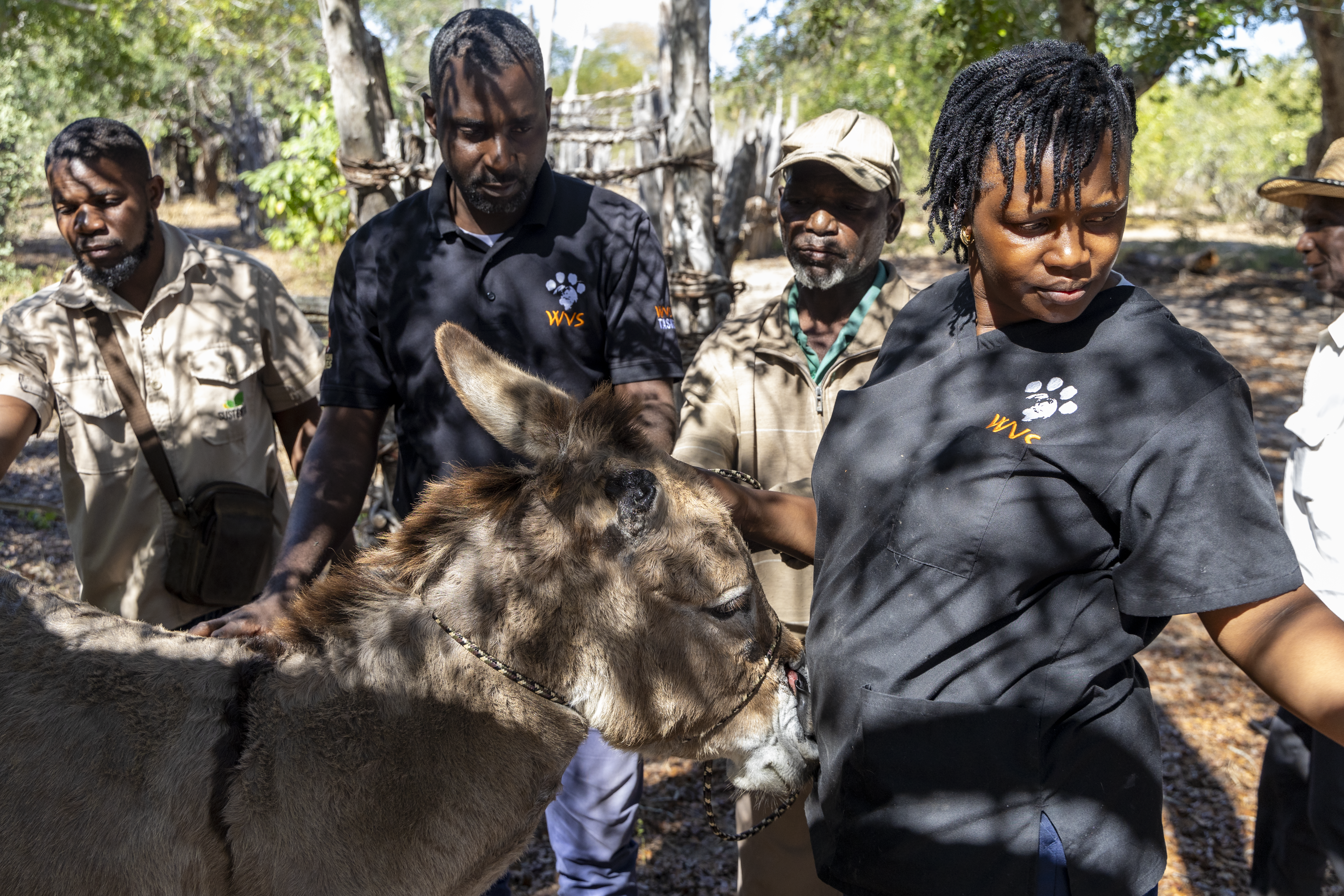 Hope and new beginnings for equines and other large animals 