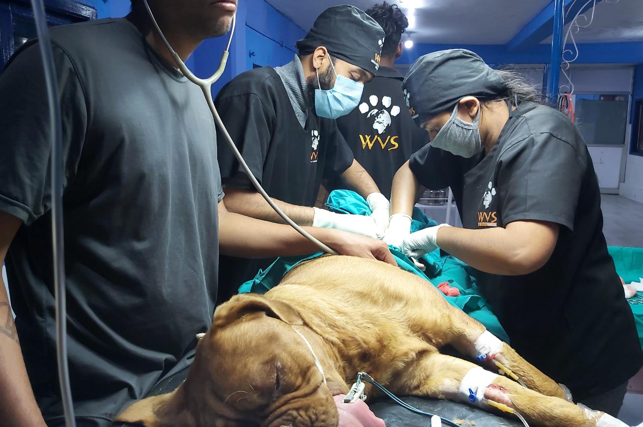 India: Treating a French Bull Mastiff after a Bison attack