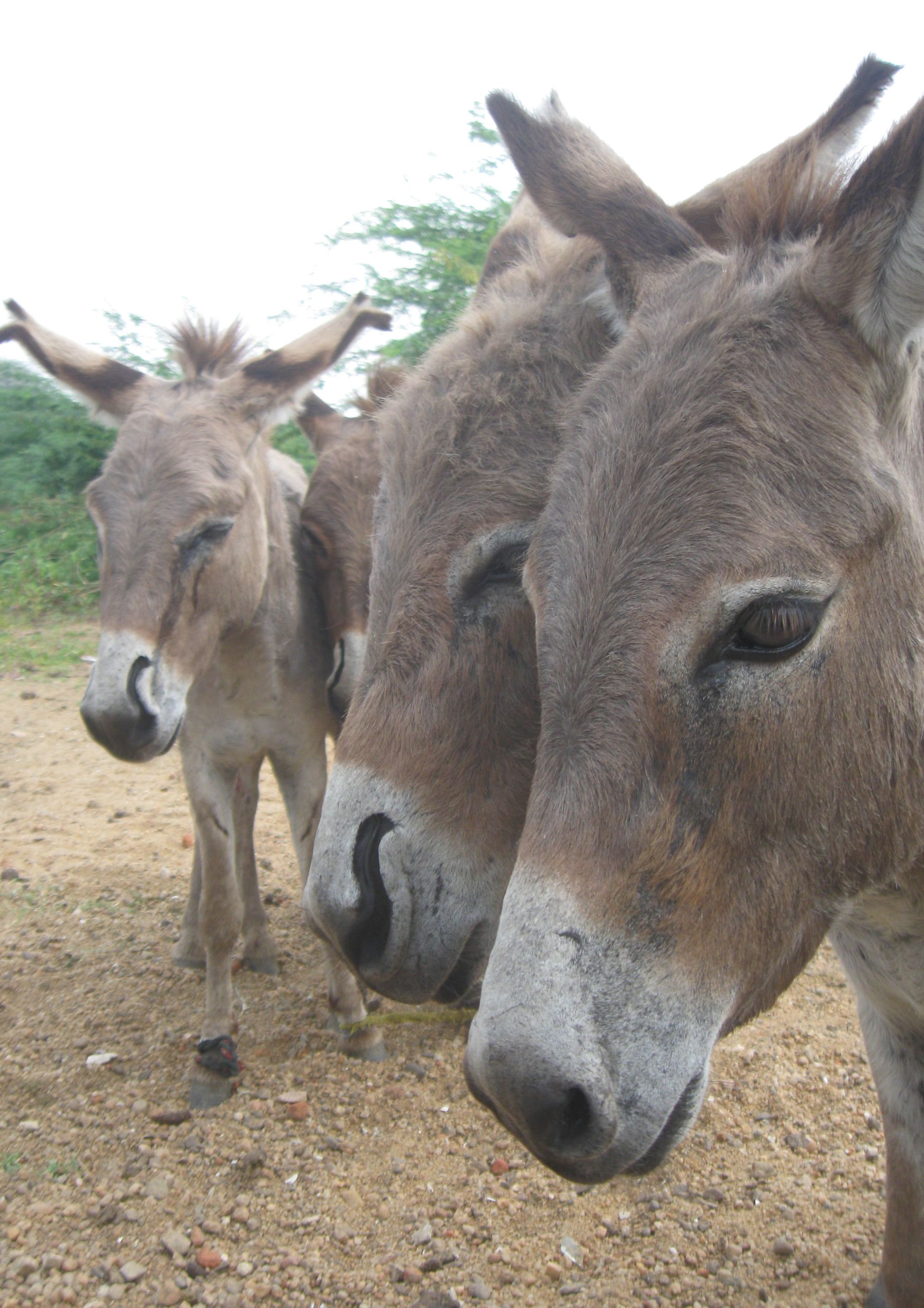 An Update from WVS India's Donkey Clinics // WVS