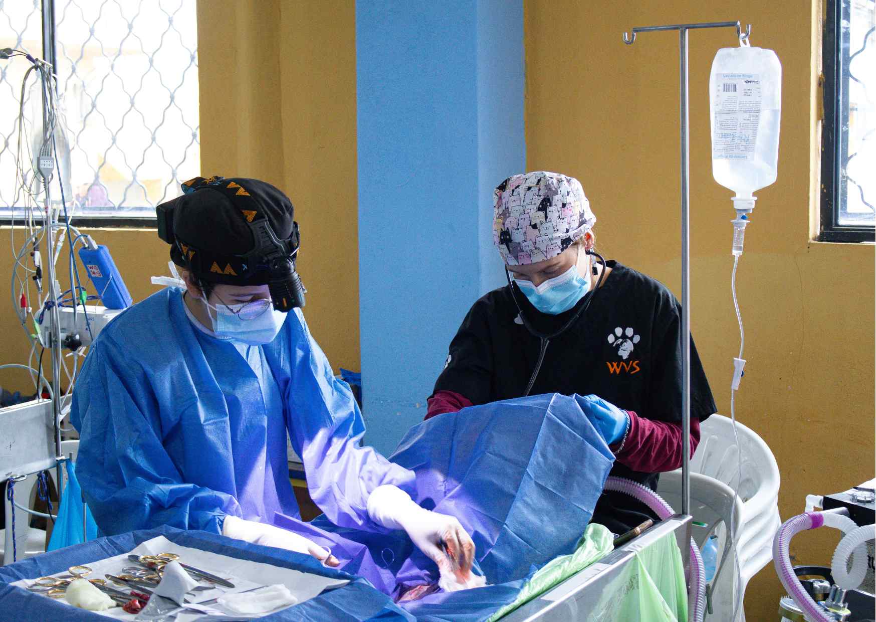 Overcoming barriers to better care: How your support has helped animals thrive in 2025 