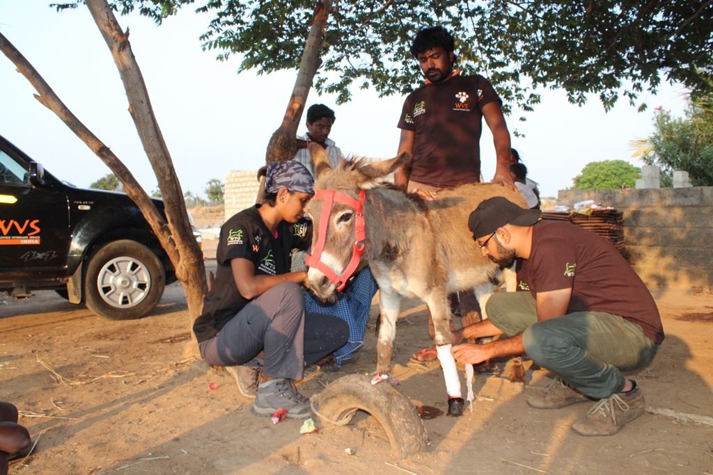 Treating the donkeys of Tamil Nadu // WVS