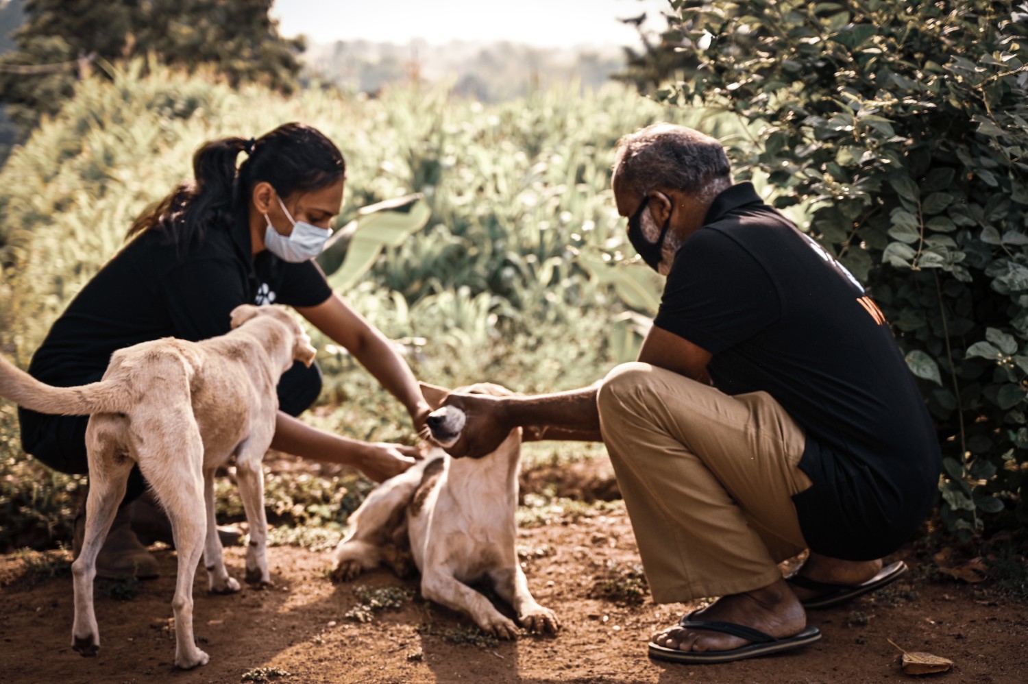 India: Vaccinating dogs against distemper along the borders of a tiger reserve
