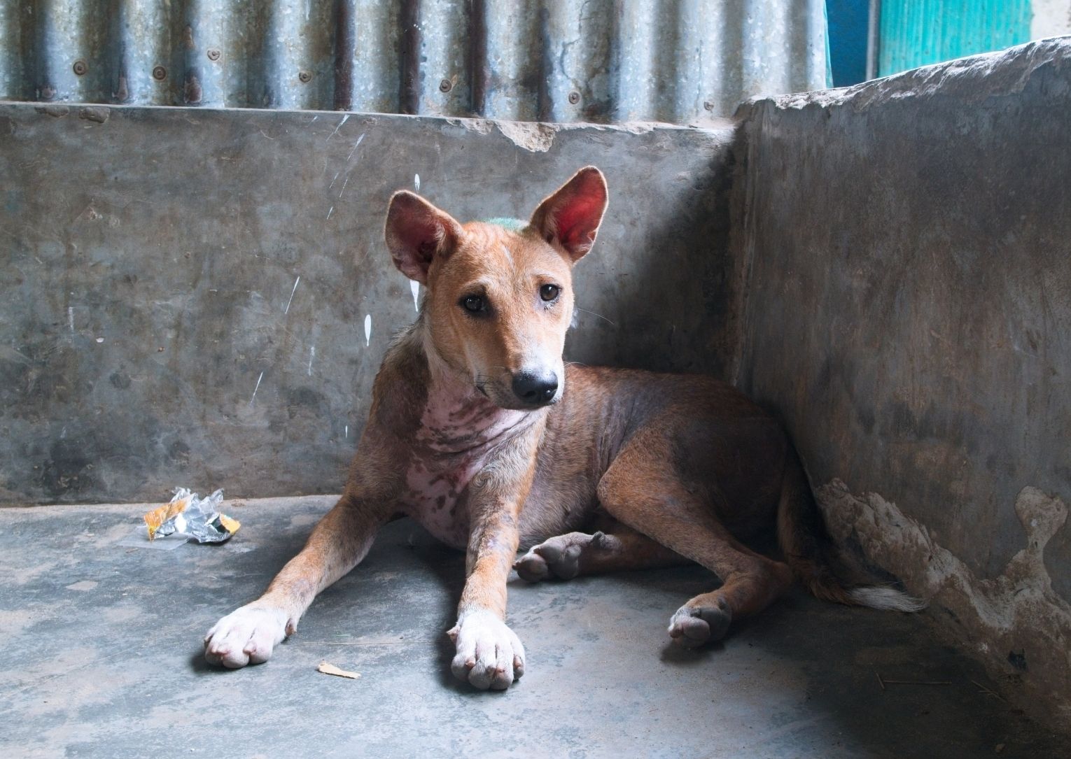 Research Spotlight: What does rabies prevention look like in a refugee settlement? 
