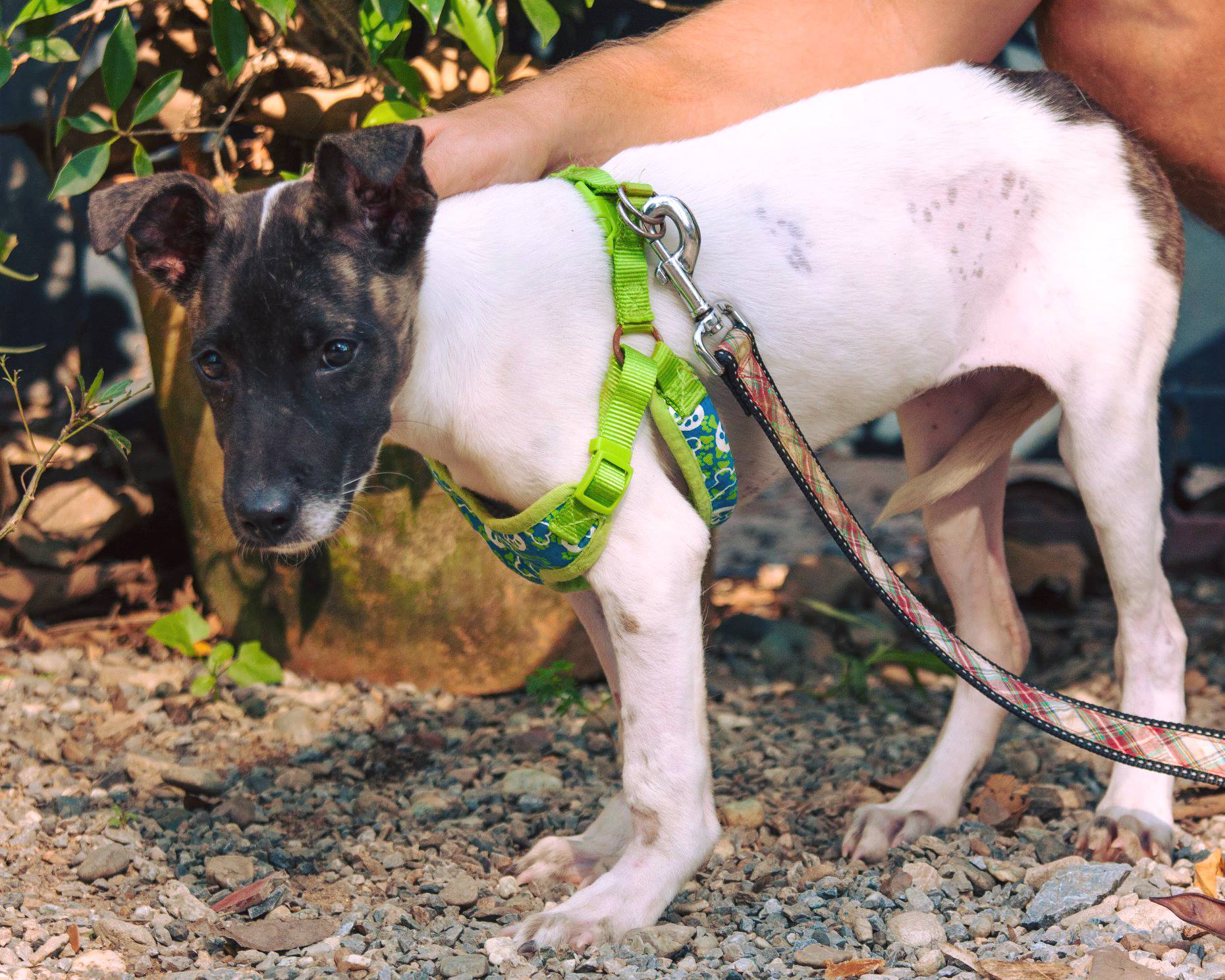 Puppy Saved From A Life of Trauma and Pain by WVS Thailand