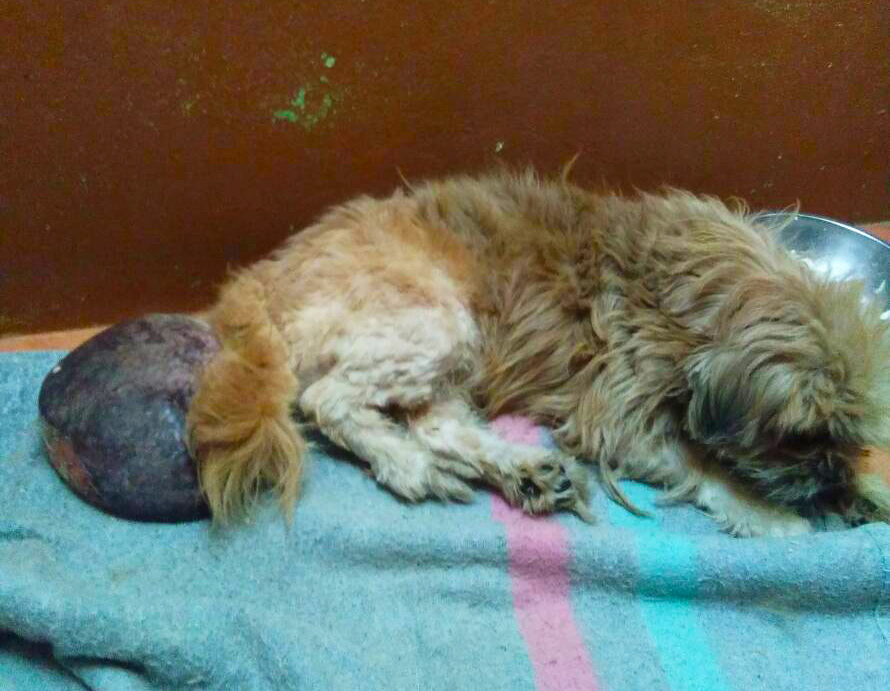A Tumour As Large As a Fist Threatens Dog’s Life at WVS Thailand
