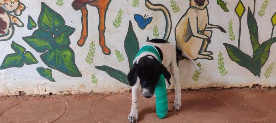 Puppy Hit by Car Saved by Hicks ITC Vets!