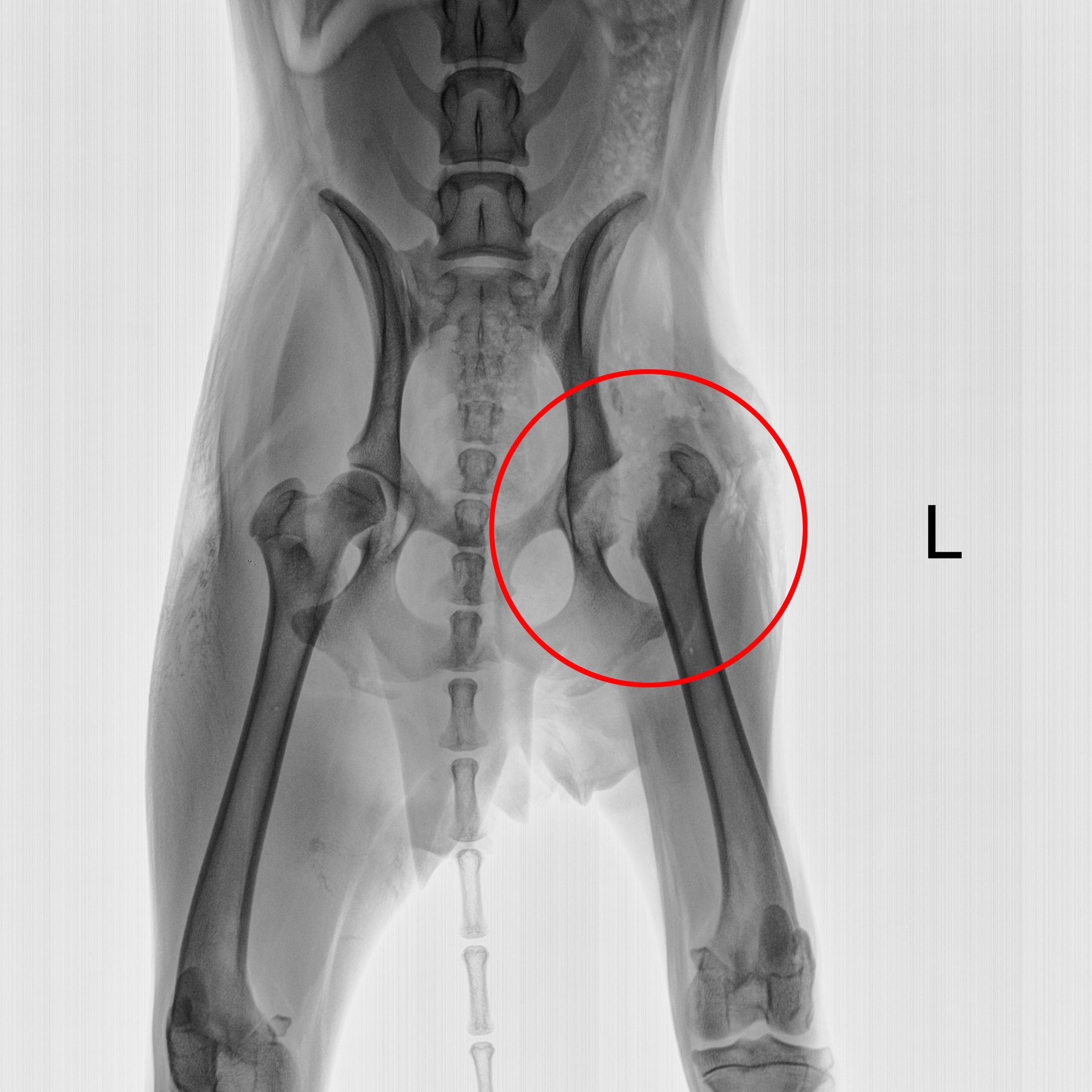 can a dog have an x ray without anaesthetic