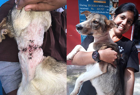 ITC India Vets Operate on Dog with Deep Neck Wound