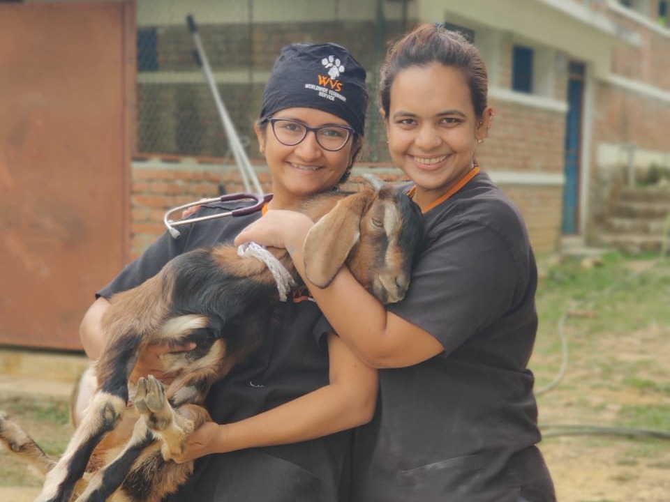 Nepal: Life-changing surgery for Kimbu the goat