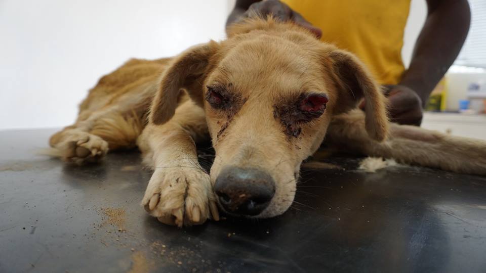 WVS Gives Dog with Horrific Head Wound Second Chance