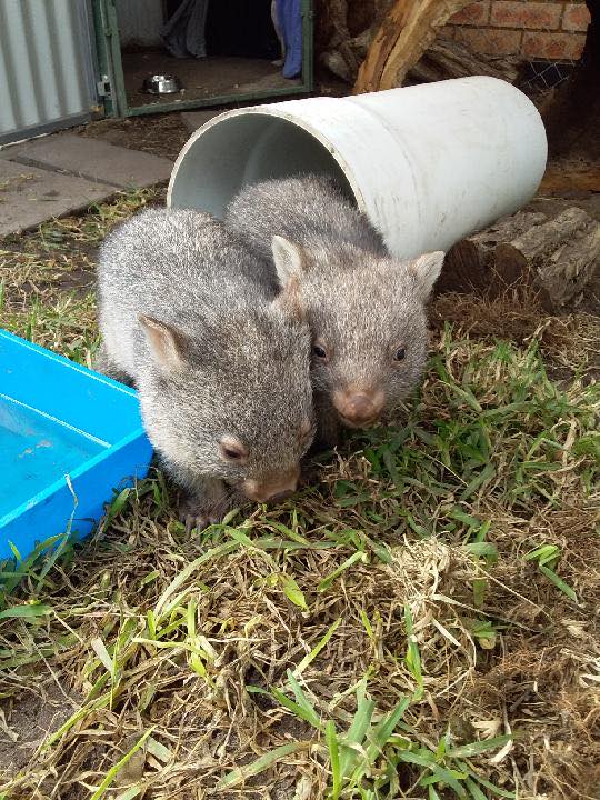 Wanda the Wombat rescued from Australian Bushfires