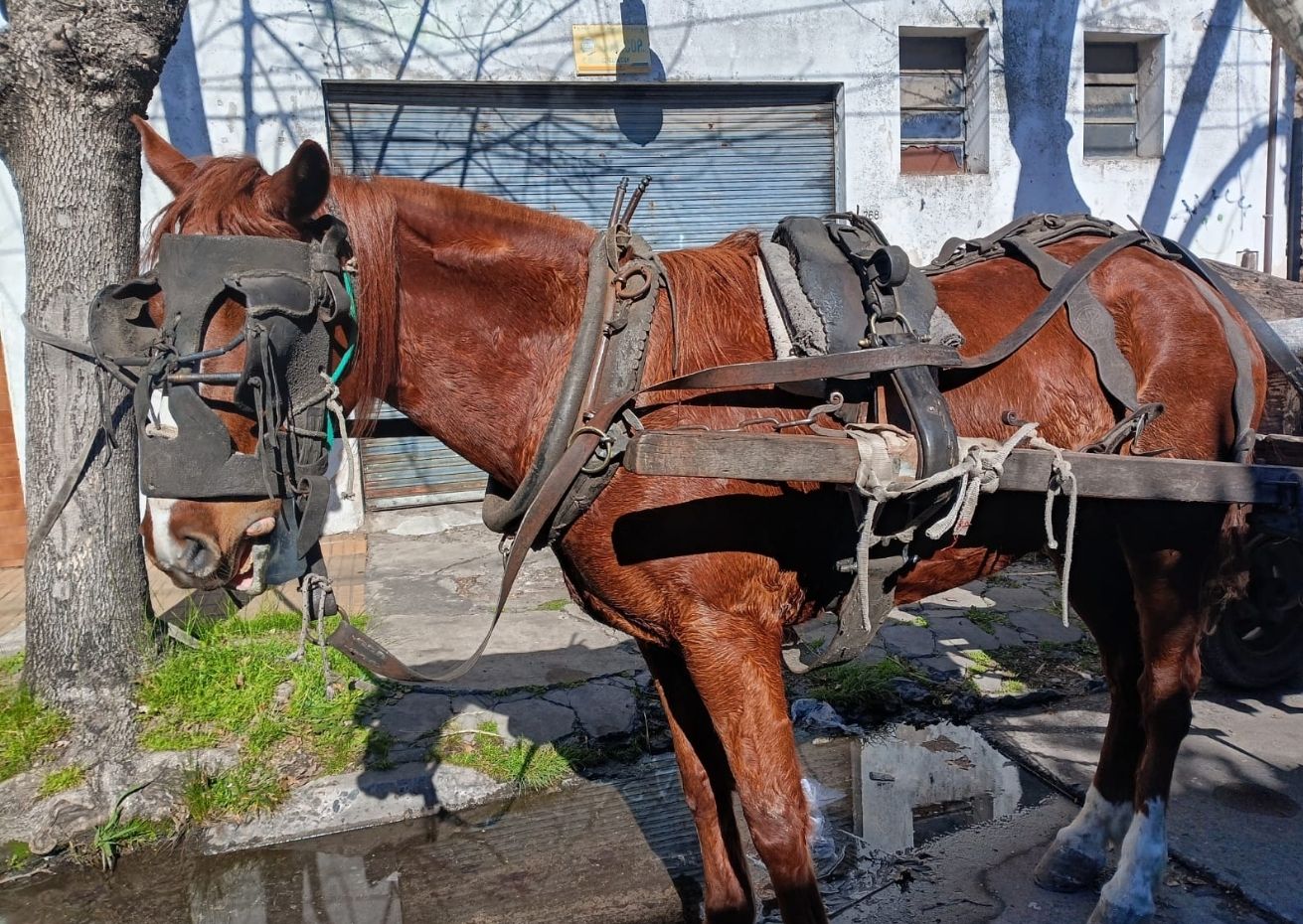 Carrying the load: Simple solutions for working equines