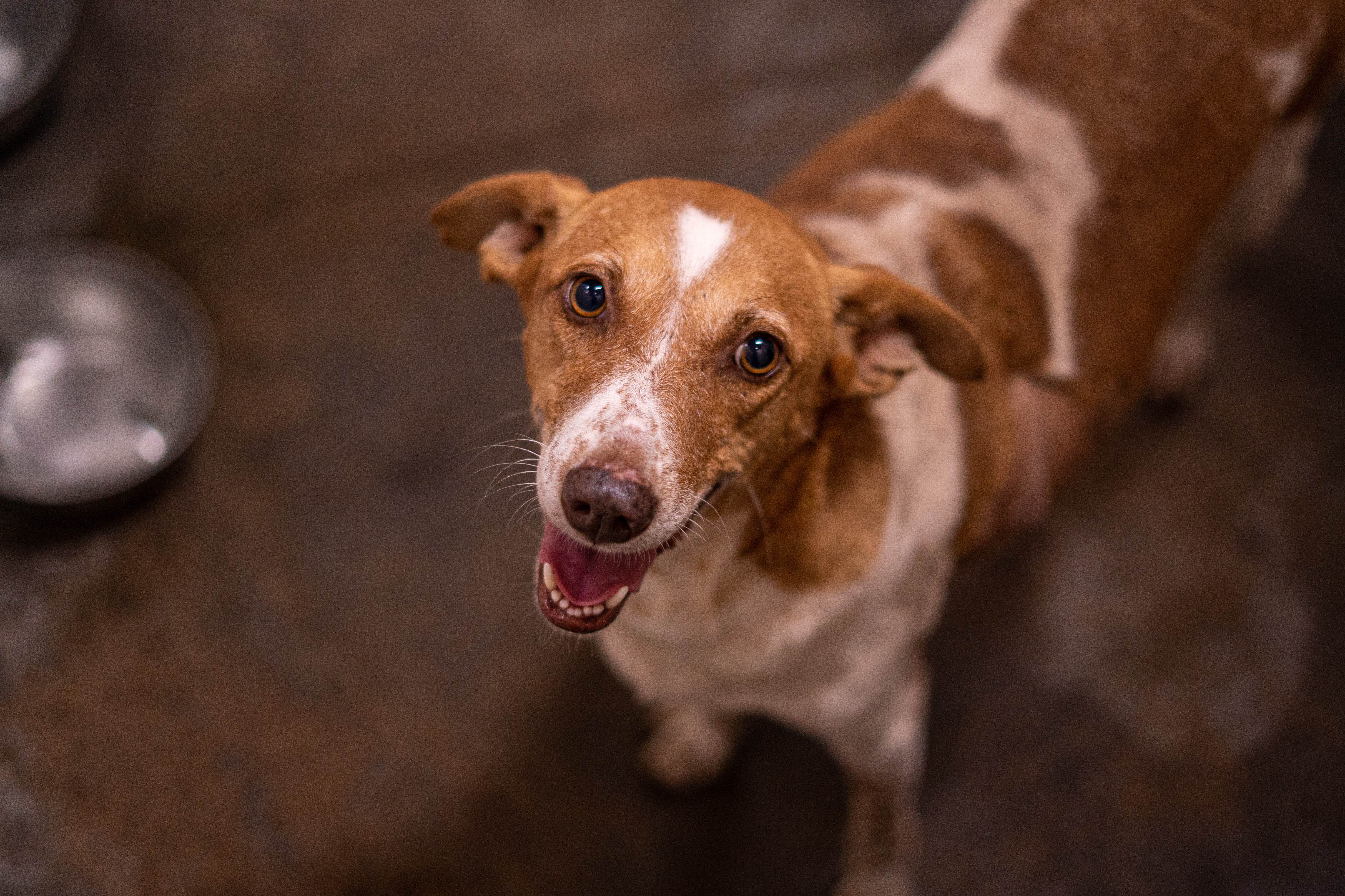 Caring for Your Pet After You're Gone