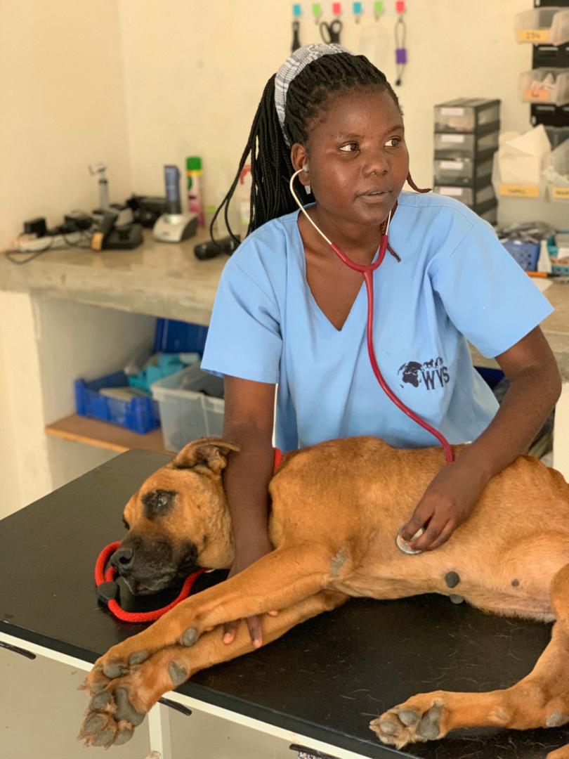 Security Dog Starving to Death Saved by BSPCA Vets 