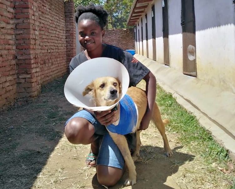 Malawi: Injured dog finds a porch to rest, but gets so much more