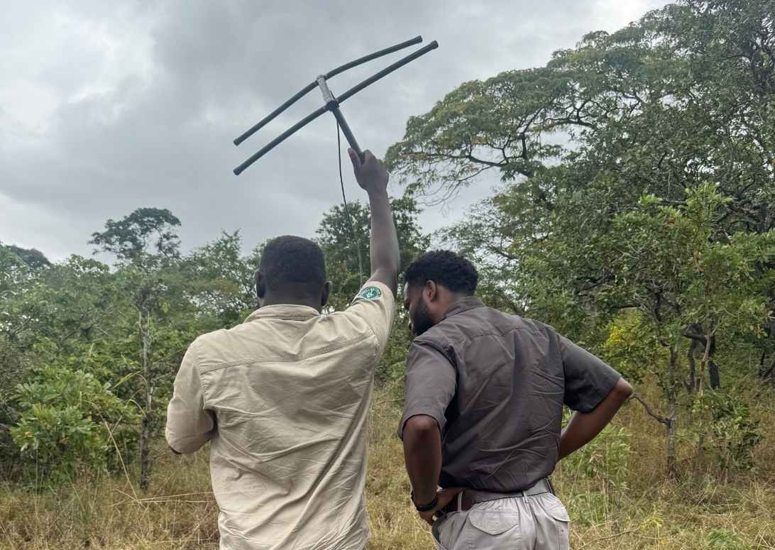 On the trail of the world’s most trafficked animal