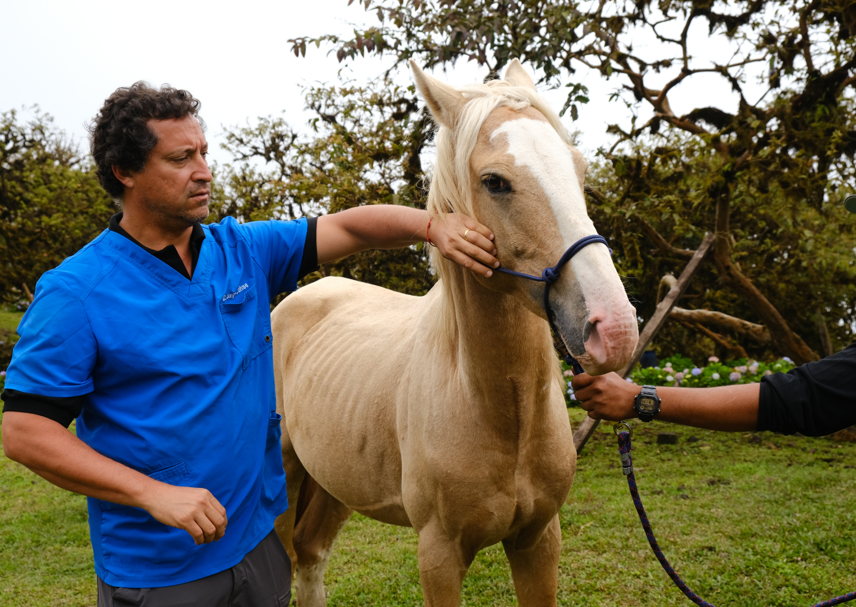 Providing vital veterinary care to working equines