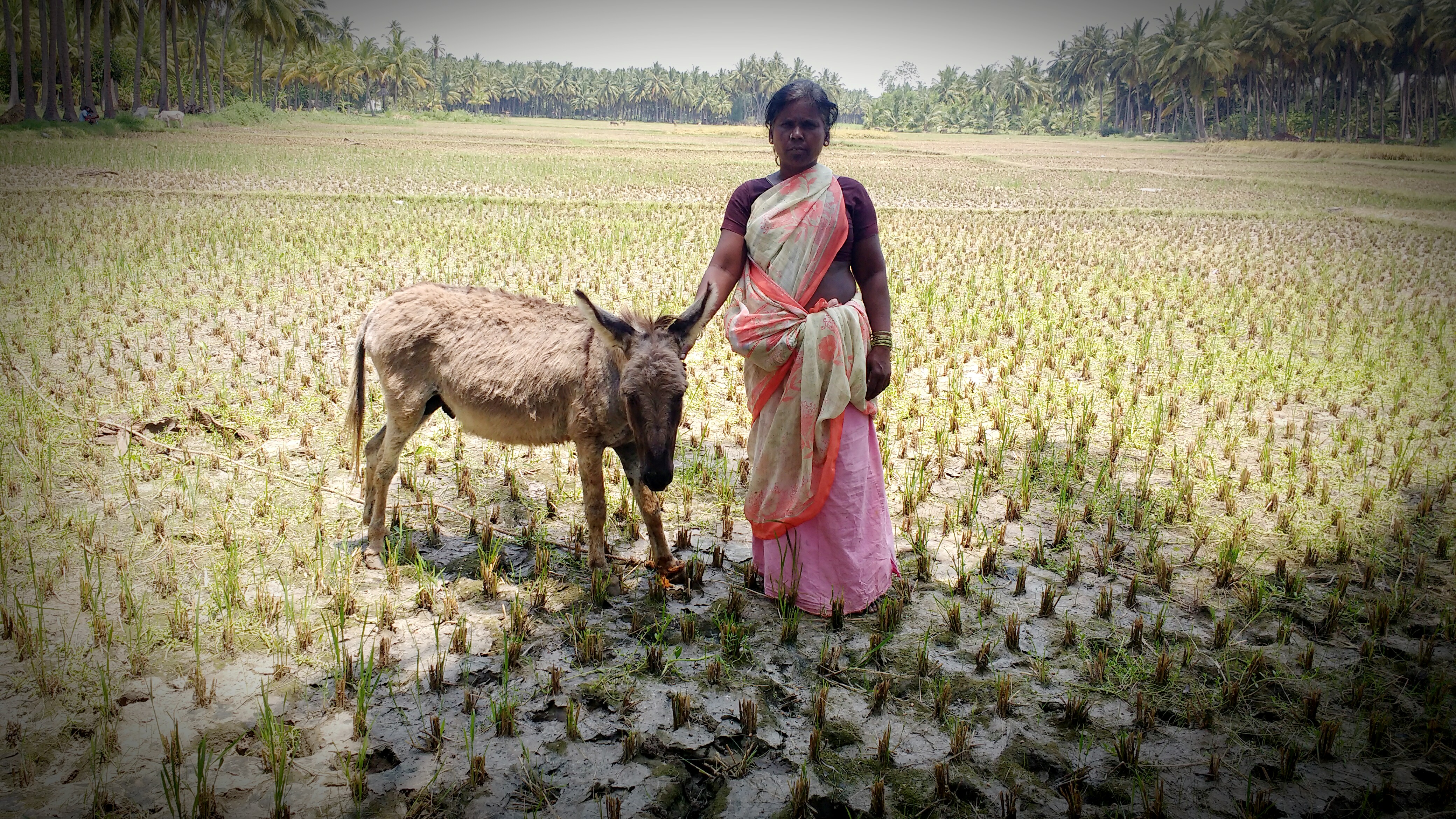 Treating the donkeys of Tamil Nadu // WVS