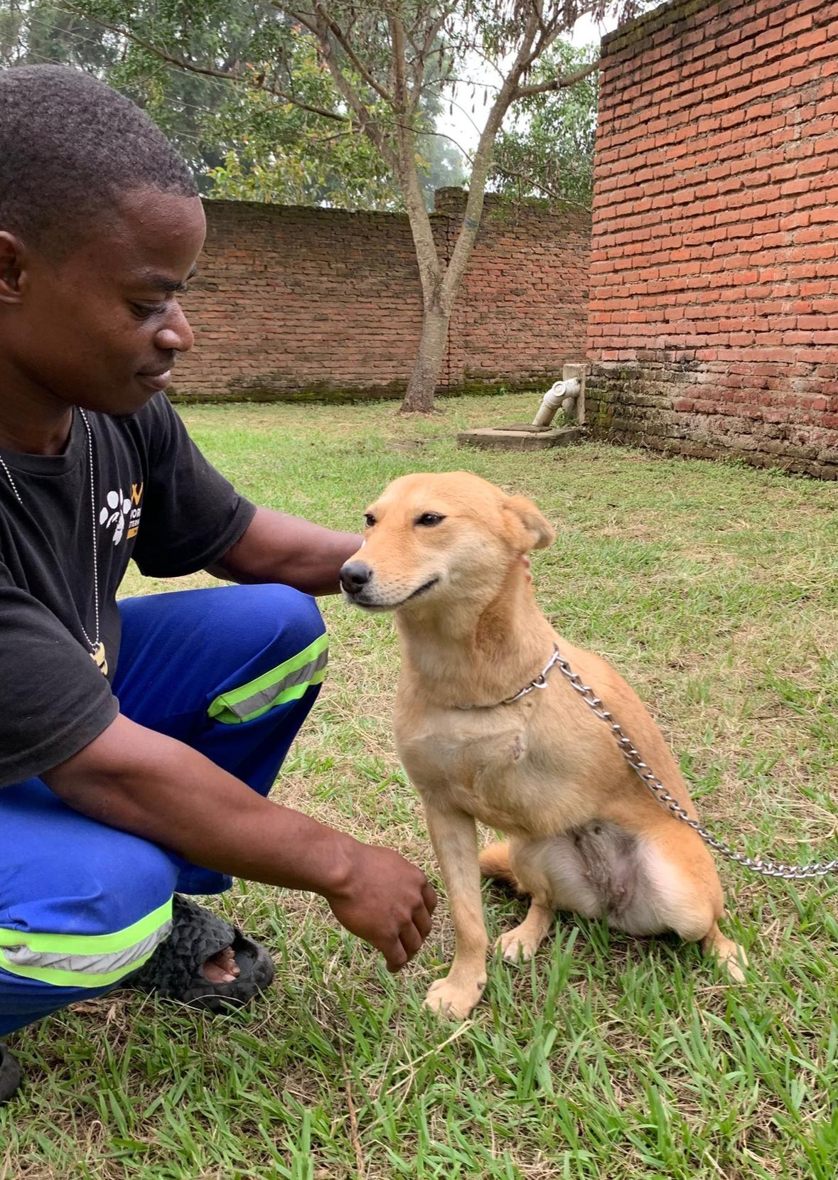 Rescued and Resilient: Tiger’s Story 