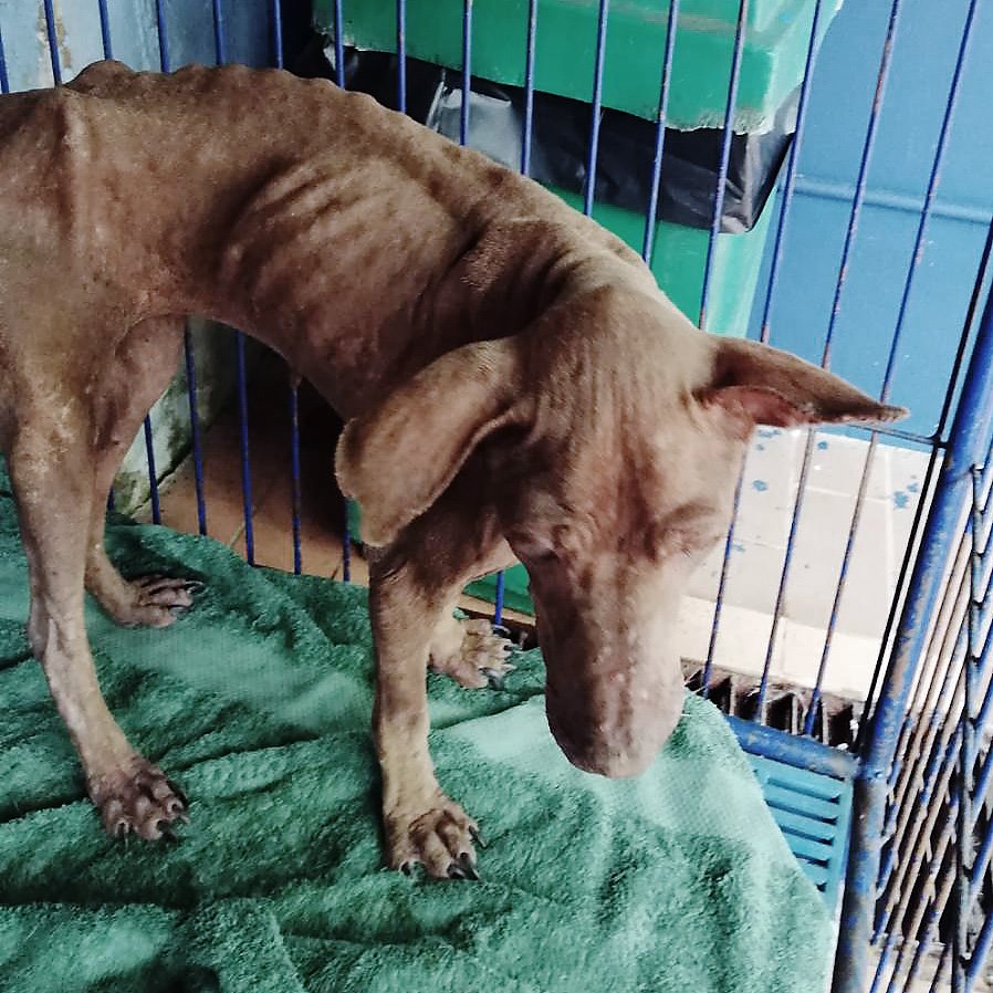 Street Dog Dobby Gets A Second Chance In Life