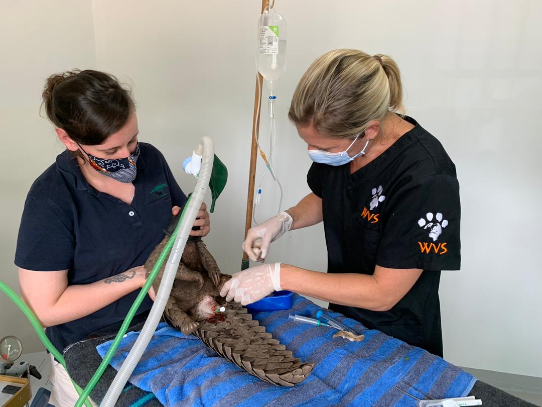 Malawi:  A pangolin is rescued from poachers and treated by our vets