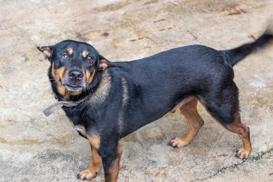 Frightened and alone: Street dog Saved by WVS Thailand