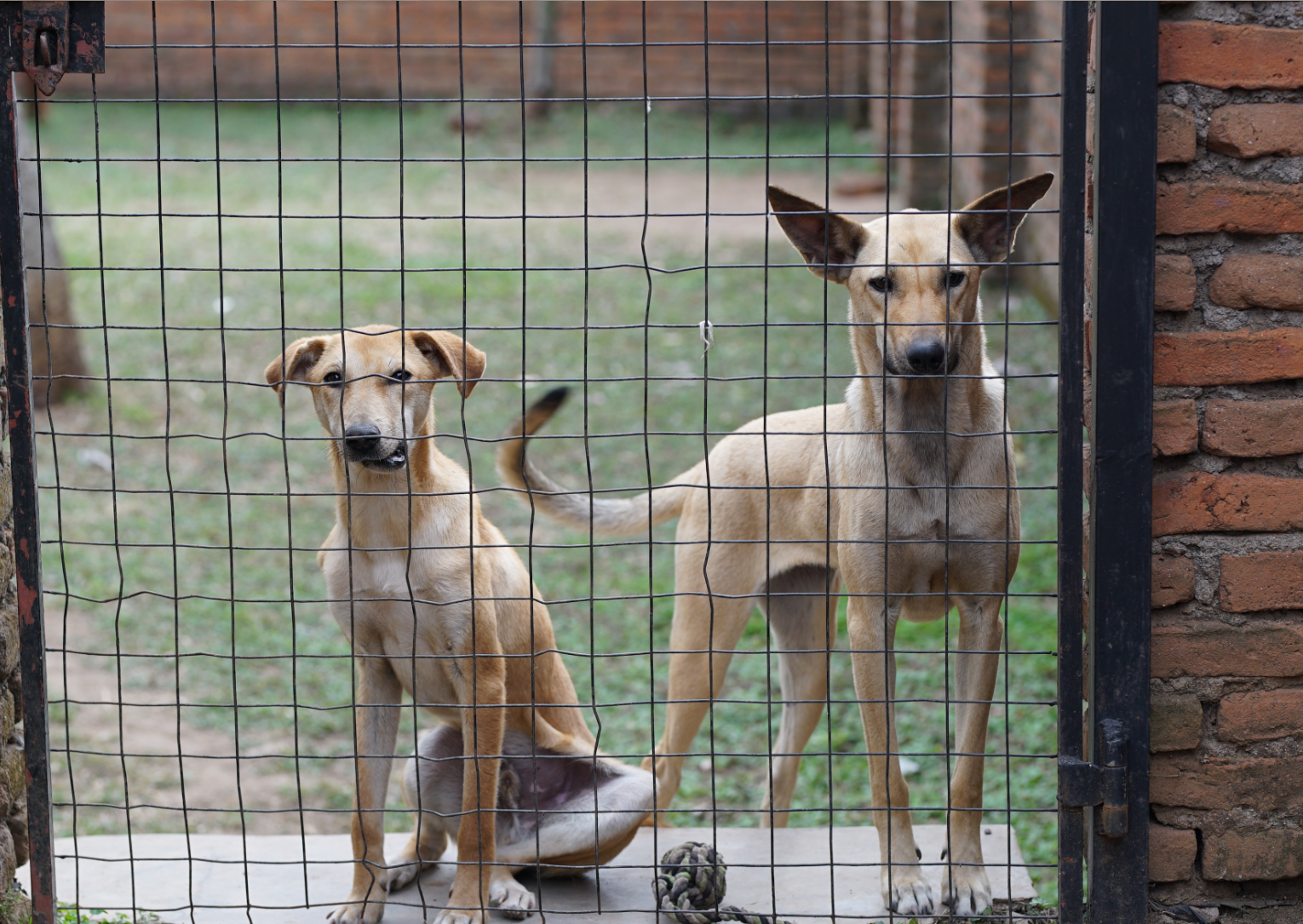 World Photography Day: Transforming the world for animals 