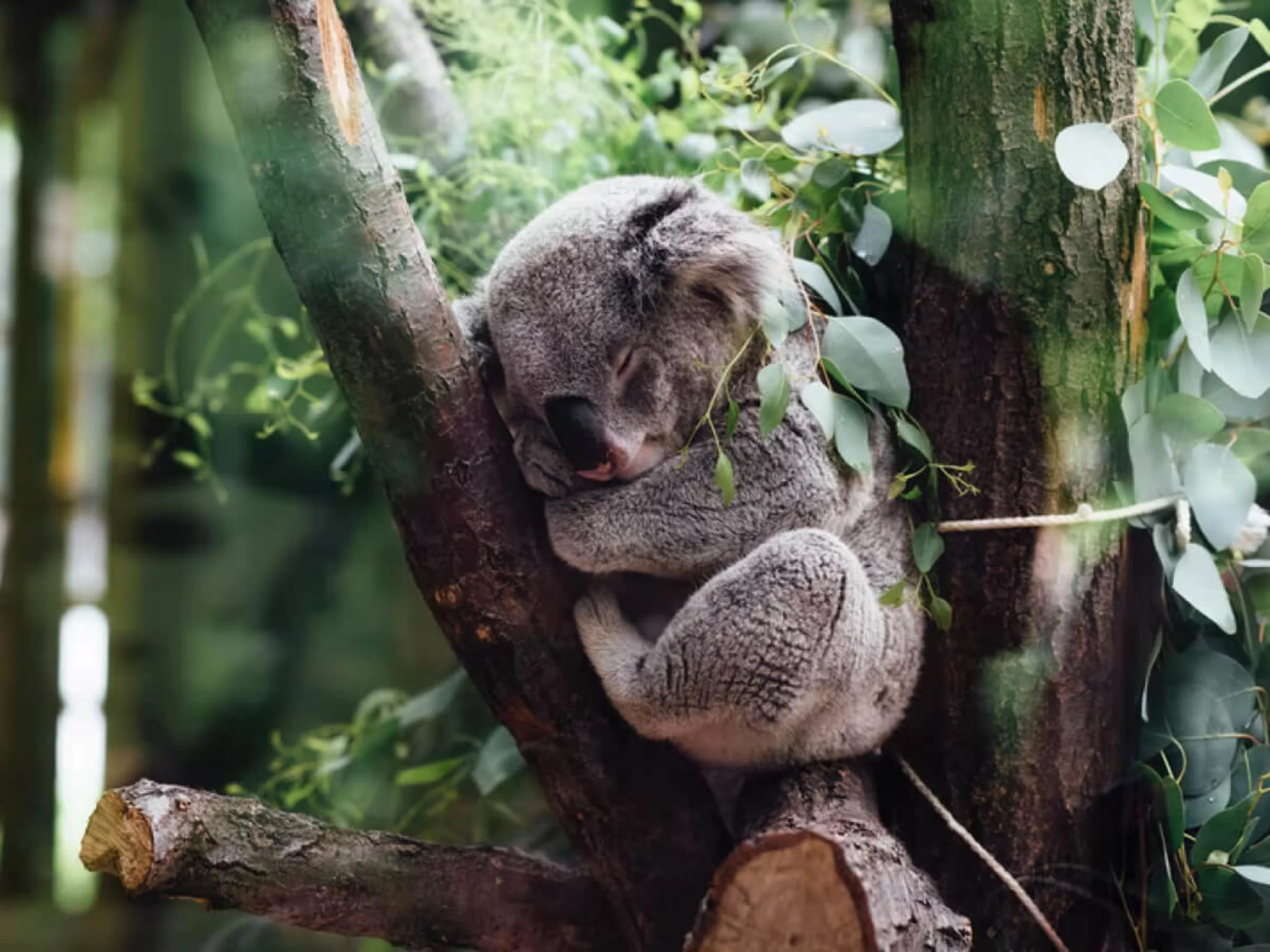 コアラのサステイナブルな取り組み コアラを救う WWF