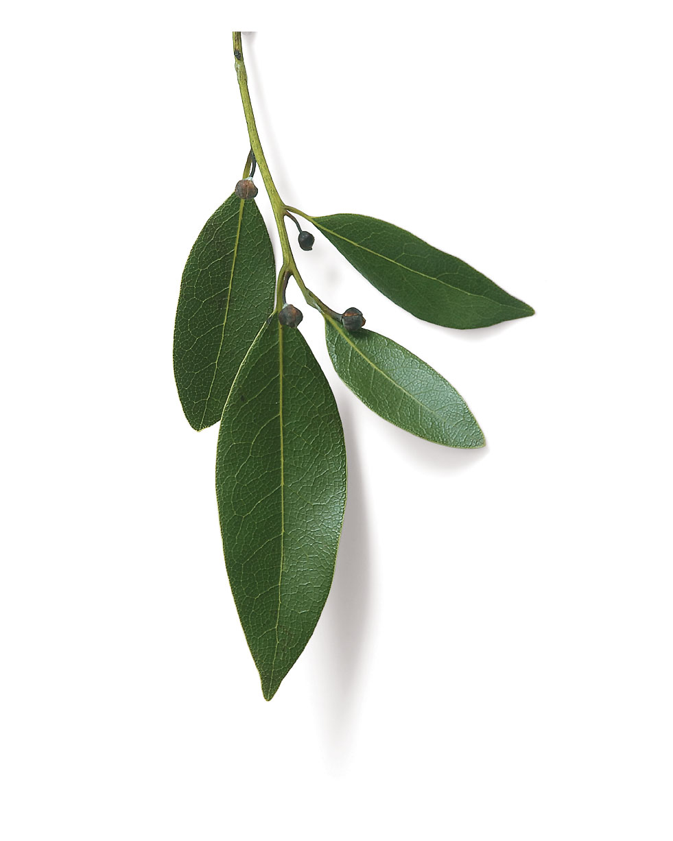 What are bay leaves?
