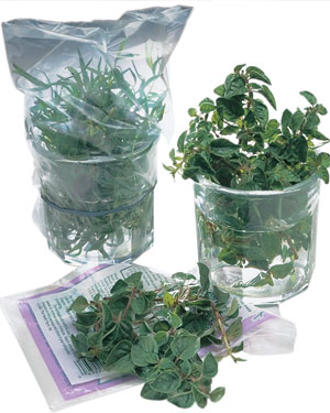 Tips-How-to-Store-Fresh-Herbs-to-Preserve-Freshness