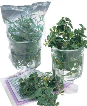 Tips-How-to-Store-Fresh-Herbs-to-Preserve-Freshness