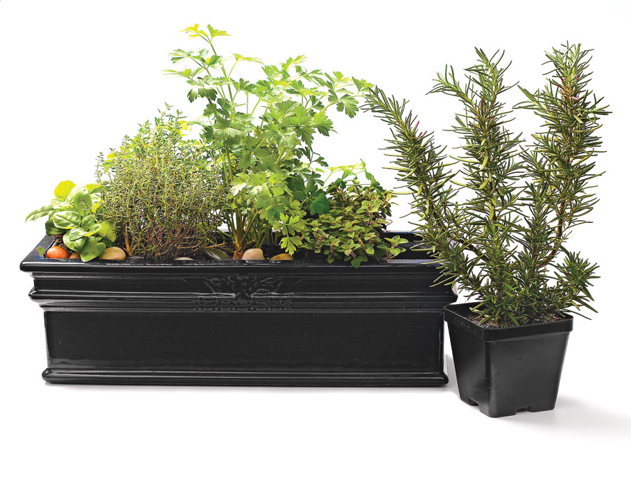 Article-How-to-Grow-a-Container-Herb-Garden-Lead