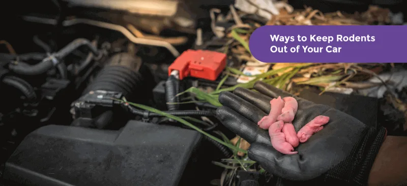 How to Keep Rats, Mice and Other Rodents Away From Your Car