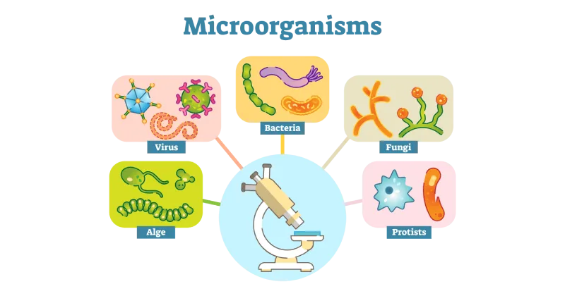 Diseases Caused by Microorganisms