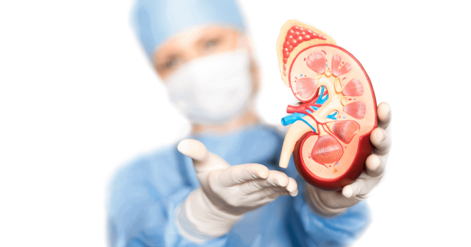 Nephrology: Understanding the kidneys