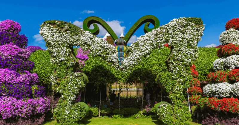 Dubai Butterfly Garden