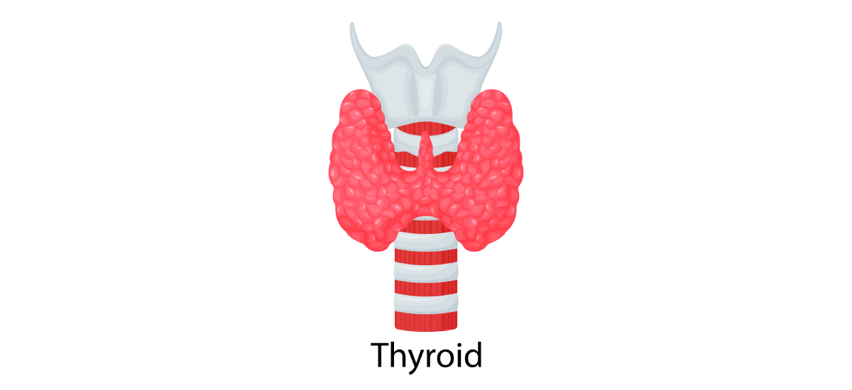 Understanding Thyroid: Types, symptoms, causes, risk factors, and treatment