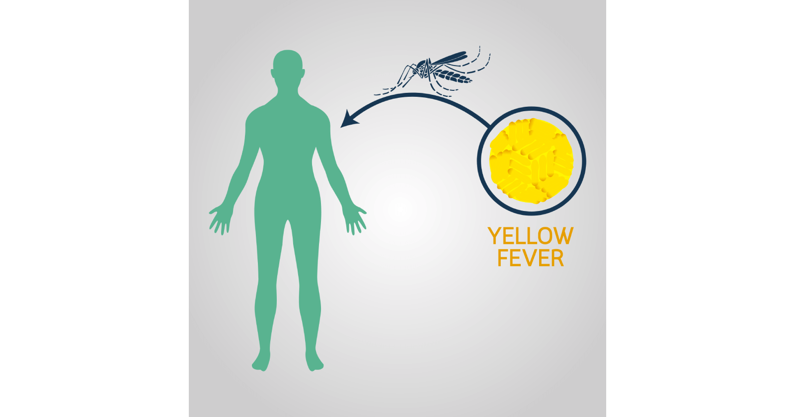 yellow-fever-symptoms-causes-prevention-and-treatments