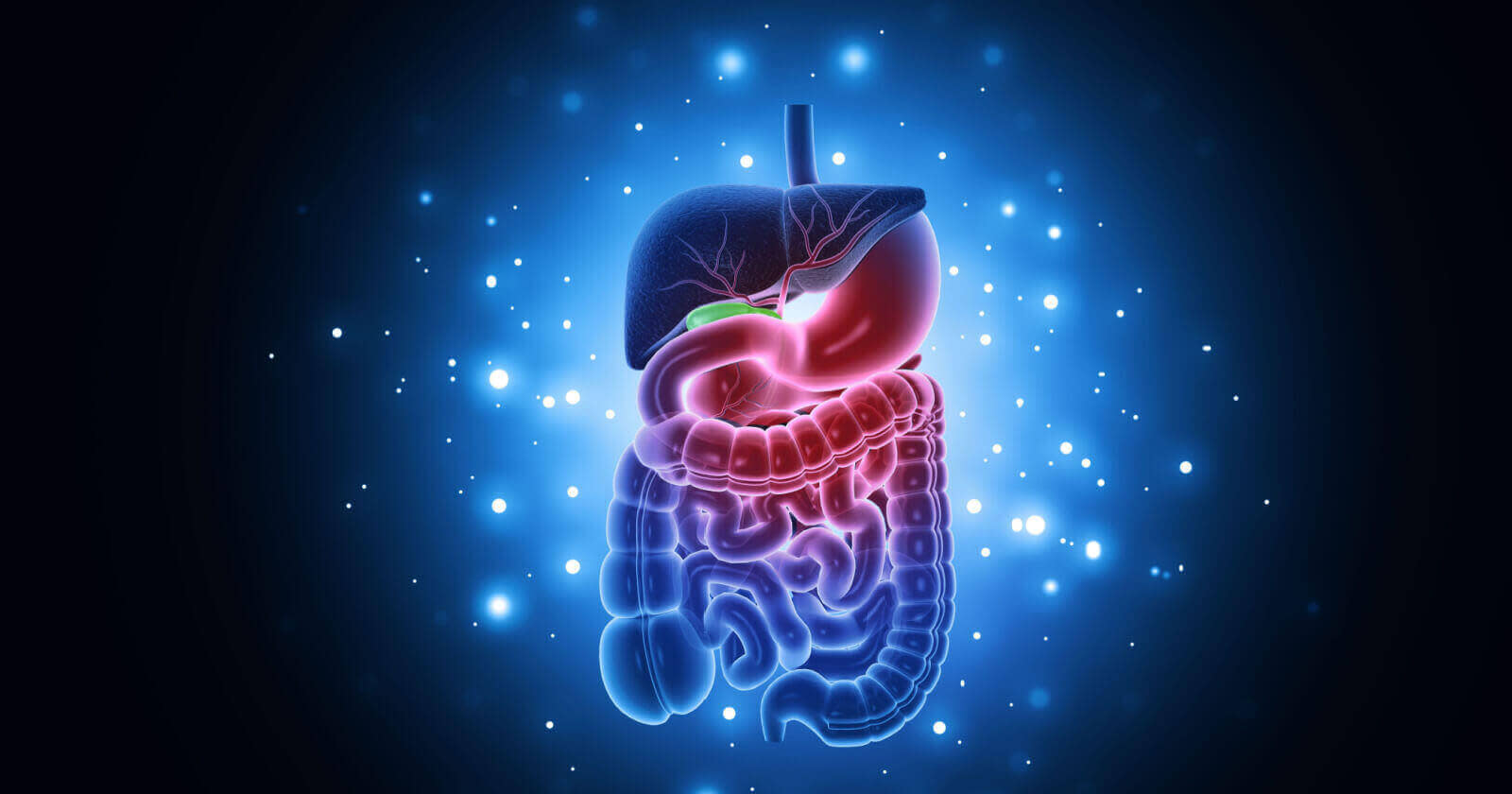 How Digestive Health Impacts Overall Well-Being: The Essential Connection