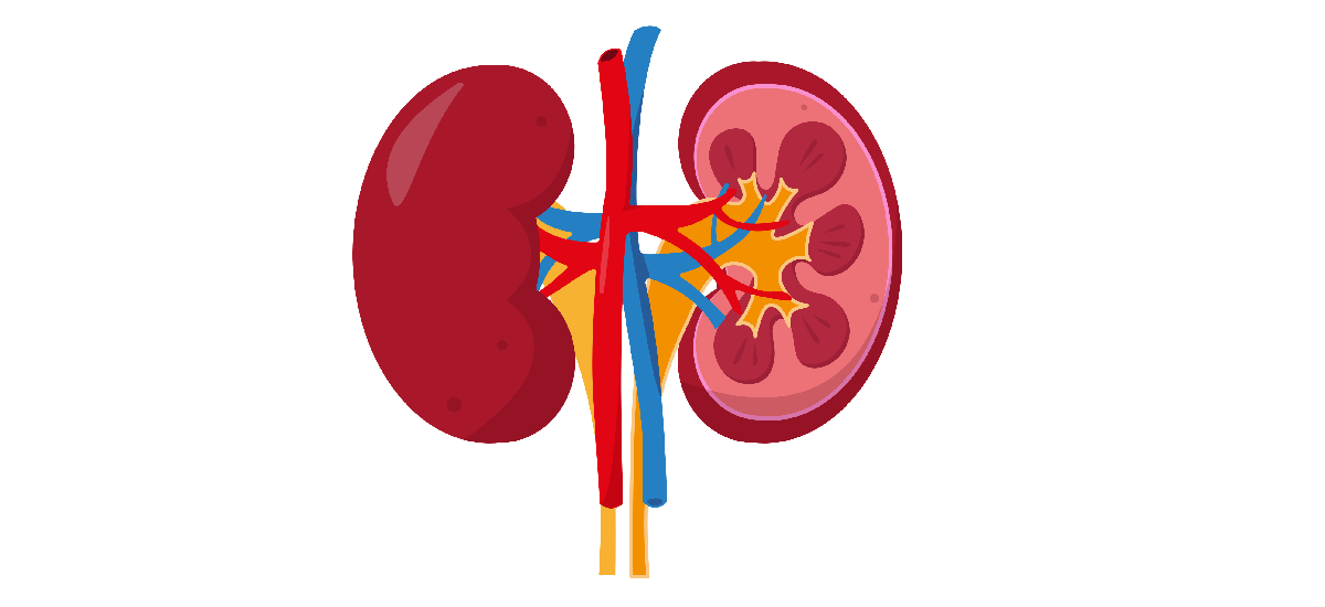 Kidneys Functions, Parts & How Do They Work?