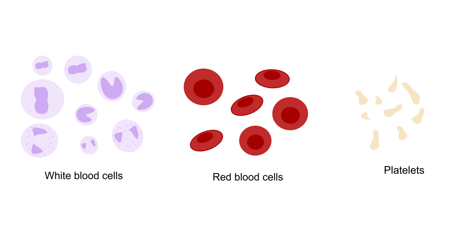 how-to-increase-red-blood-cell-count