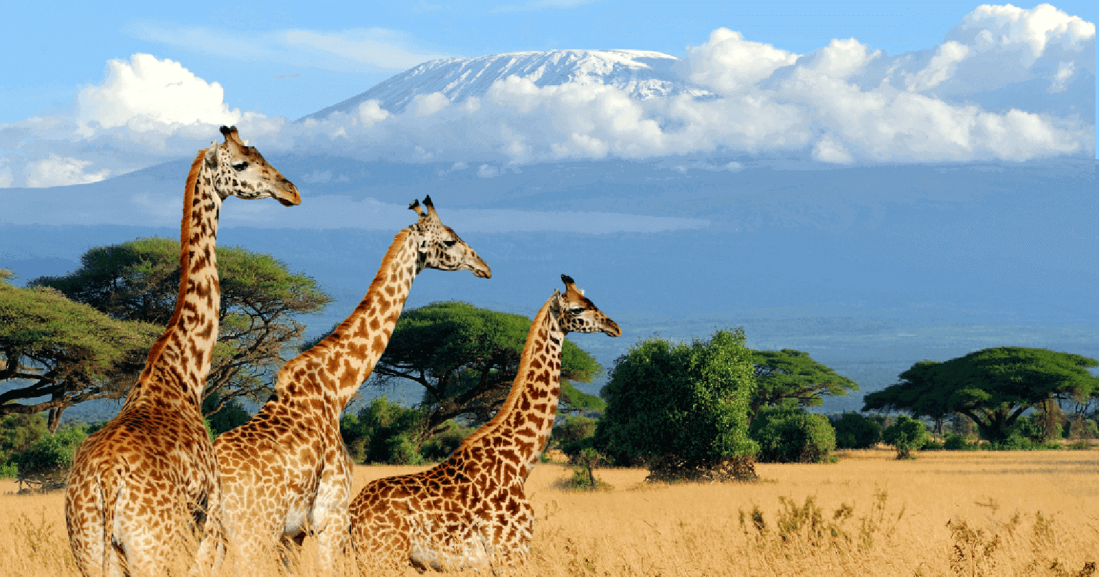 Best time to visit Kenya: All you need to Know