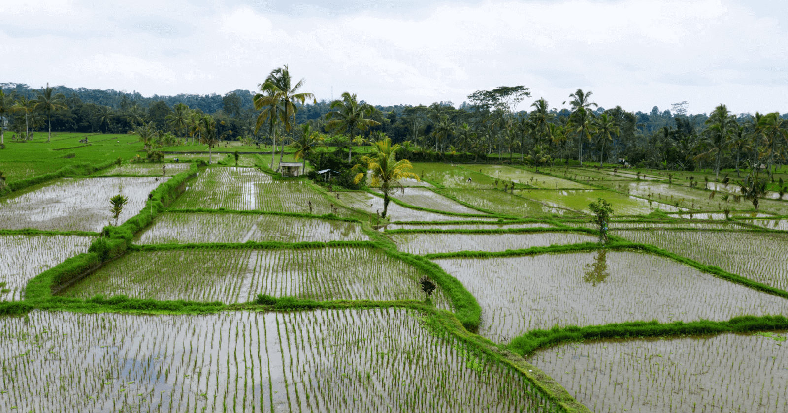 explore-the-rice-terraces-of-tegalalang