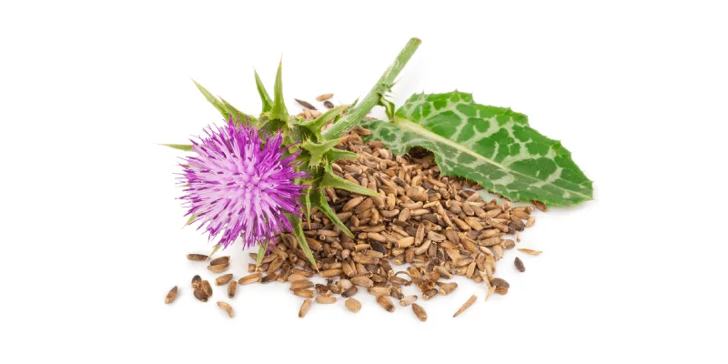 milk-thistle-medicine