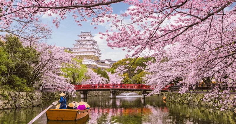  Cherry Blossom Season in Japan